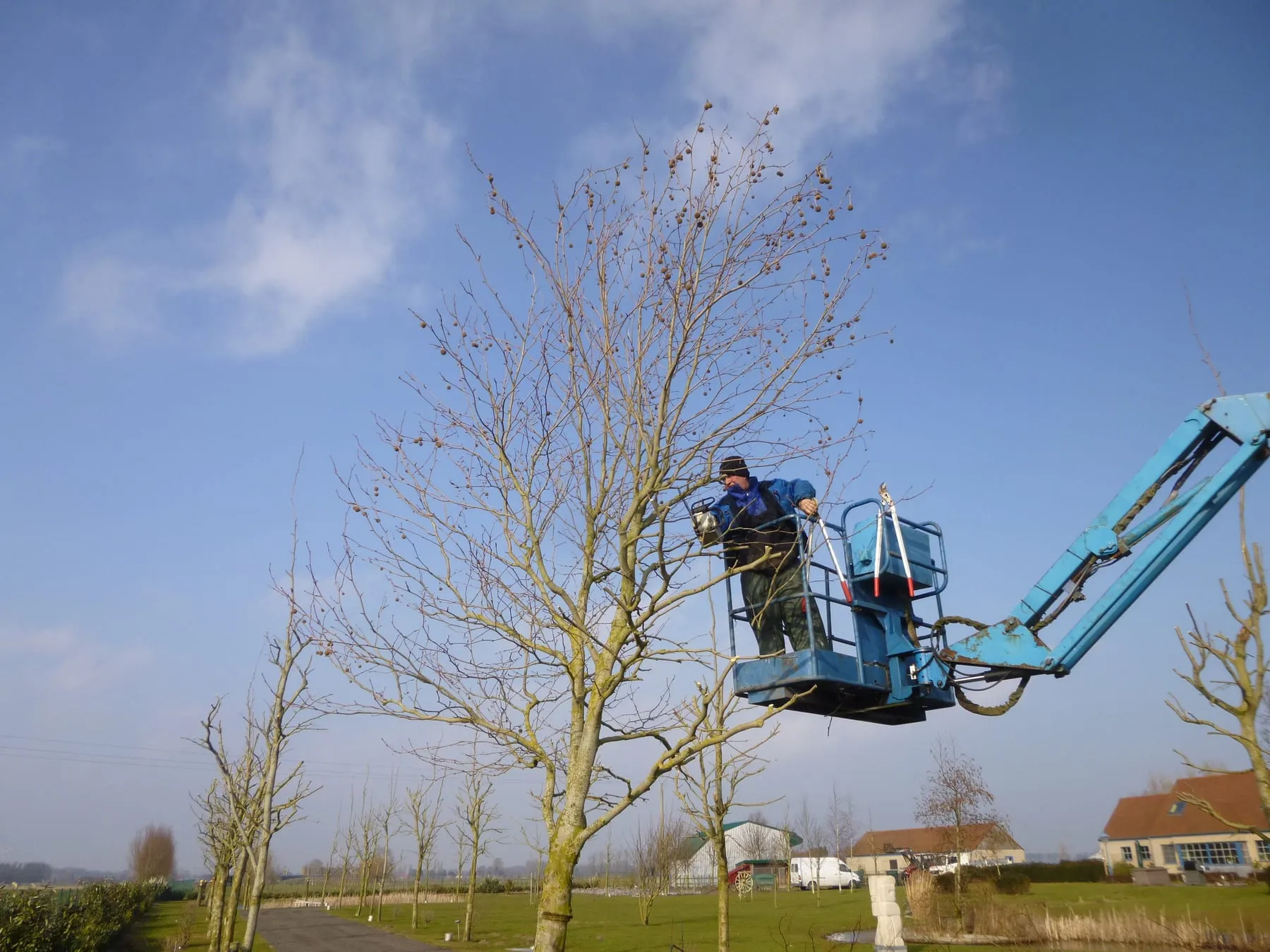 Snoeien van bomen