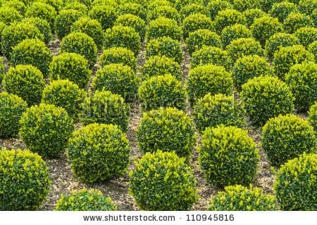 Verkoop van tuinplanten